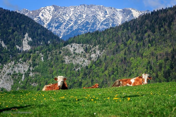 3-Day Tour from Bucharest: Transylvania Villages and Medieval Towns - Sighisoara: a medieval town where people still live