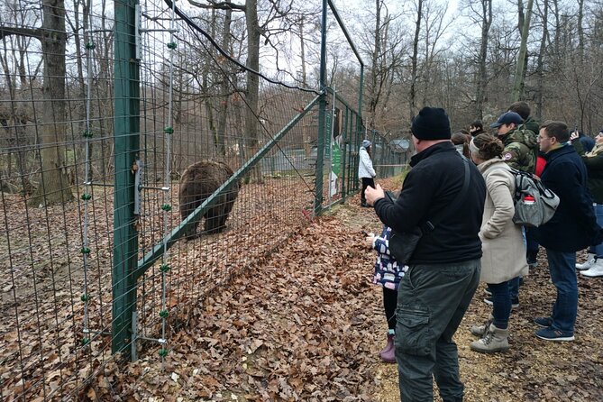 Bear Sanctuary and Bran Castle from Brasov - Libearty Bear Sanctuary, where the tour earns its keep