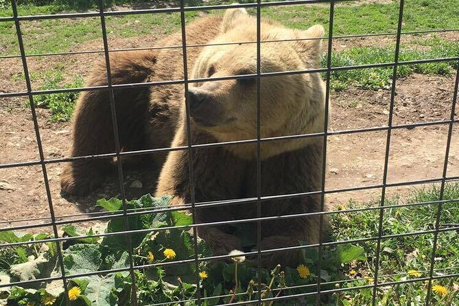 Bear Sanctuary and Bran Castle from Brasov - Who should choose this Brasov excursion