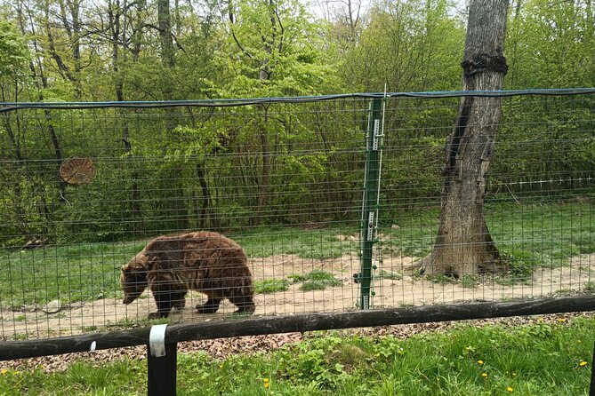 Bear Sanctuary and Bran Castle from Brasov - Bran Castle, Dracula’s famous address