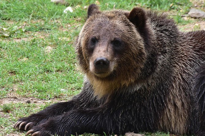 Bear Sanctuary and Dracula's Castle, 1-day Private Tour - Why the bear sanctuary is the day’s strongest stop