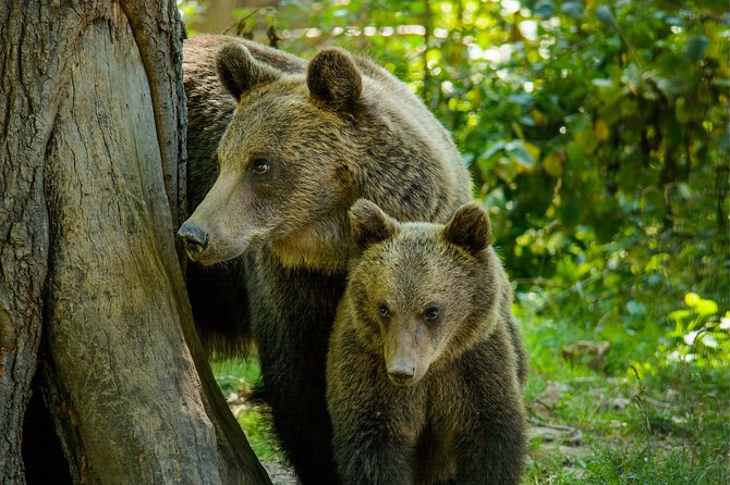 Bear Sanctuary and Dracula's Castle, 1-day Private Tour - The value of a private day from Bucharest