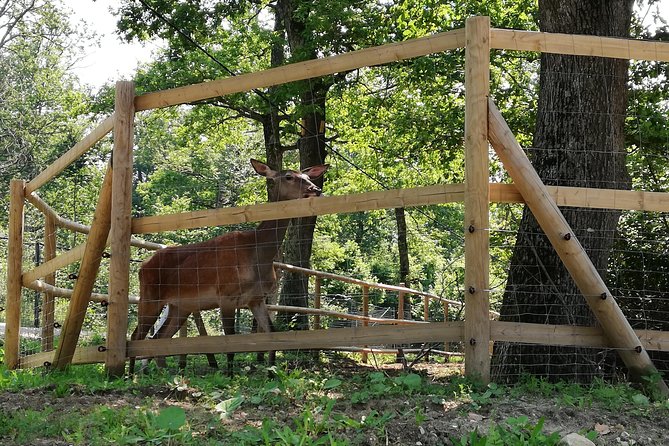 Bear Sanctuary and Dracula's Castle, 1-day Private Tour - What to pack and how to prepare