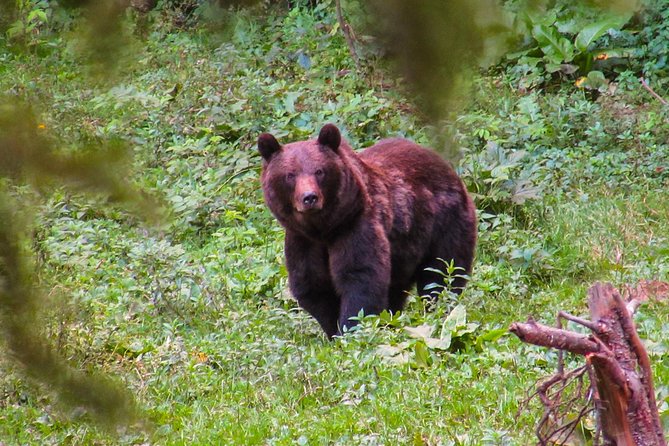 Bear watching experience near Brasov - Waiting for bears in the Carpathian forest