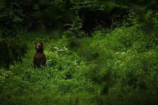 Bear watching experience near Brasov - Timing, equipment, and small details that matter