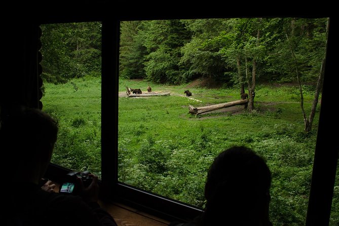 Bear watching experience near Brasov - Who will enjoy this bear tour