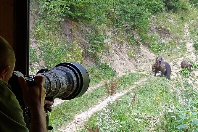 Bear watching experience near Brasov - From Brasov to Zarnesti and the forest road