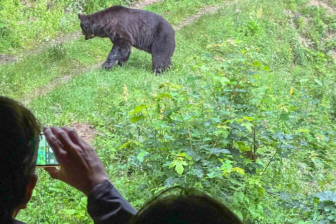 Bear Watching In Brasov: Observe Wild Bears From A Hideout (100%) - Entering the hideout with a ranger