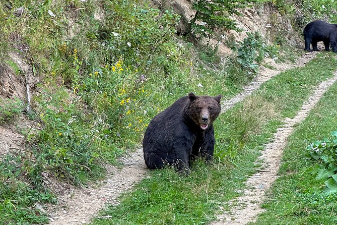 Bear Watching In Brasov: Observe Wild Bears From A Hideout (100%) - Is $98.78 a fair price?