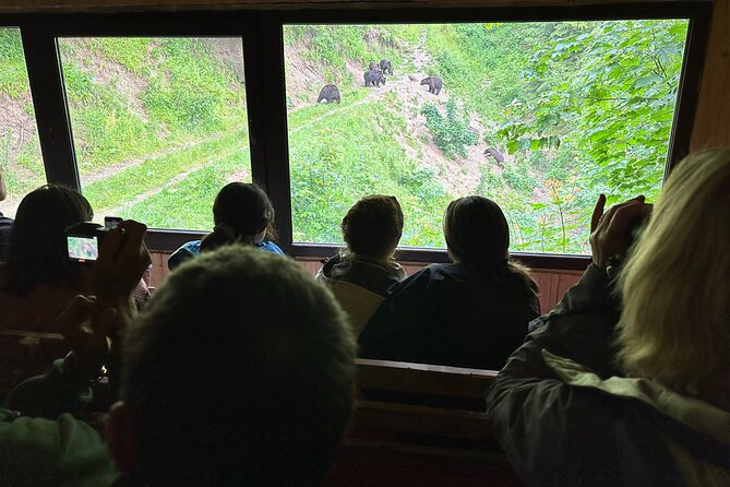Bear Watching In Brasov: Observe Wild Bears From A Hideout (100%) - Watching brown bears at feeding time