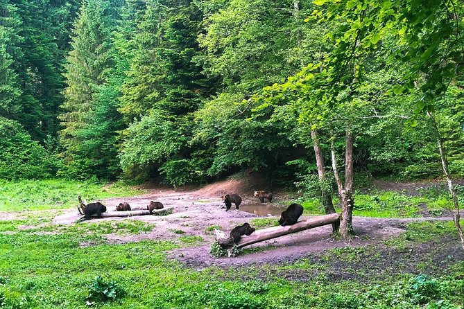 Bear Watching in The Wild from Brasov (100 %) - Watching bears from the observer cabin