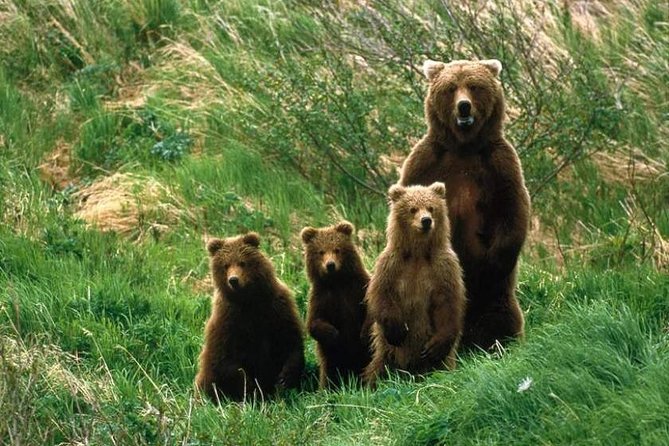 Bear Watching in The Wild from Brasov (100 %) - Why the ranger and clothing rules matter