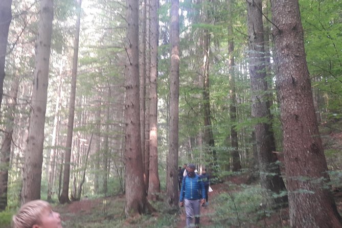 Bear Watching in The Wild from Brasov (100 %) - Foxes, deer, and wild boar add to the outing