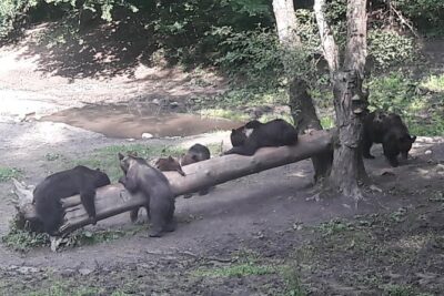 Bear Watching in The Wild from Brasov (100 %)