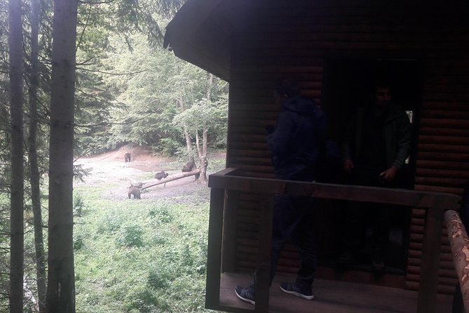 Bear Watching in The Wild from Brasov (100 %) - Is $120.47 good value?