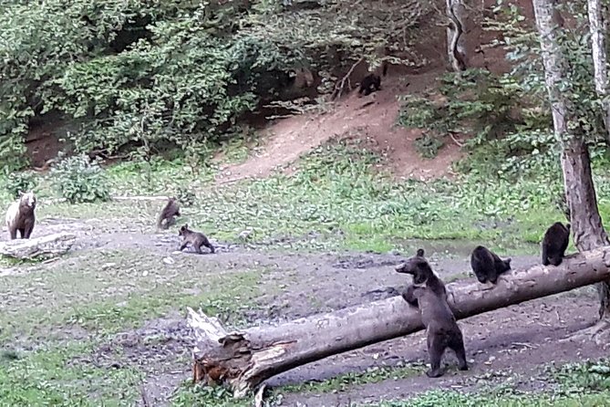 Bear Watching in The Wild from Brasov (100 %) - Timing, season, and family suitability