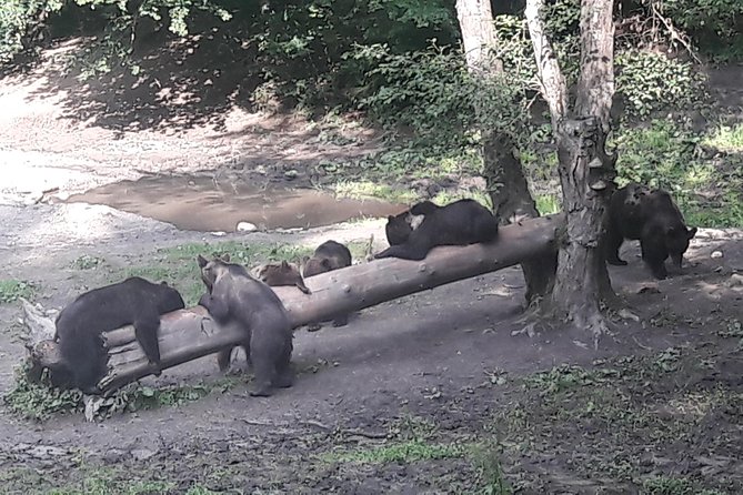 Bear Watching in The Wild from Brasov (100 %) - The cabin has one real summer drawback