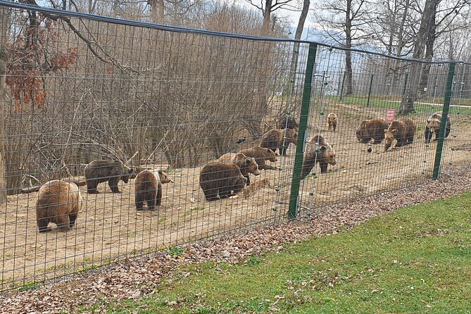 Bears Sanctuary, Dracula Castle and Brasov City - Full Day Trip from Bucharest - Bran Castle beyond the Dracula label