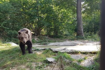 Bears Sanctuary, Dracula Castle and Brasov City – Full Day Trip from Bucharest
