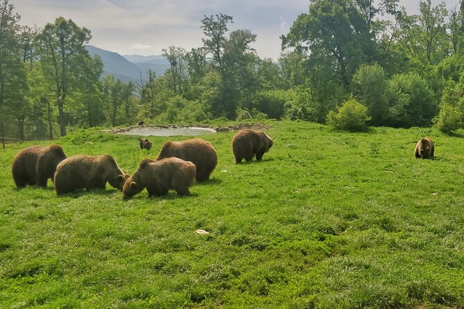 Bears Sanctuary, Dracula Castle and Poiana Brasov-Private day tour from Brasov - Poiana Brasov: a gentler finish in the mountains