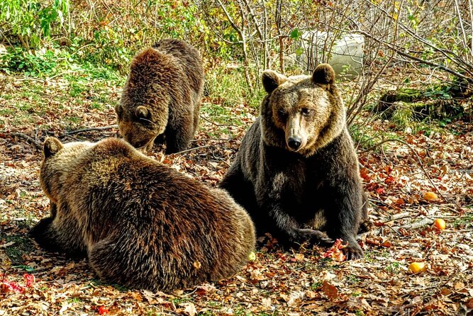 Bears Sanctuary, Dracula's Castle and Brașov City - Private Tour - Why the bear sanctuary changes the tone of the day