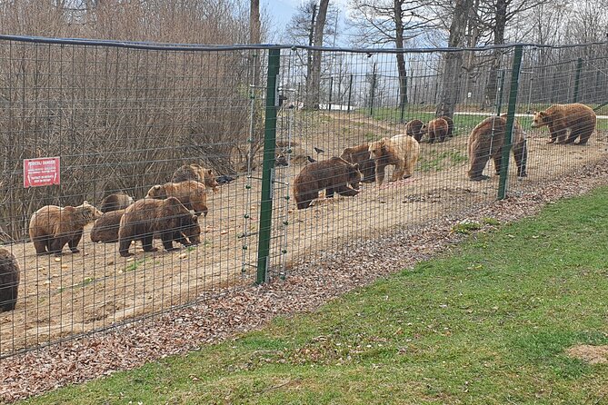 Bears Sanctuary, Dracula's Castle, Brasov Day Trip Private Tour from Bucharest - The Private Vehicle and Guide Make the Difference