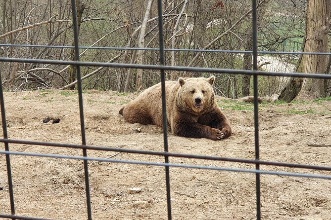 Bears Sanctuary, Dracula's Castle, Brasov Day Trip Private Tour from Bucharest - Who Should Book This Tour