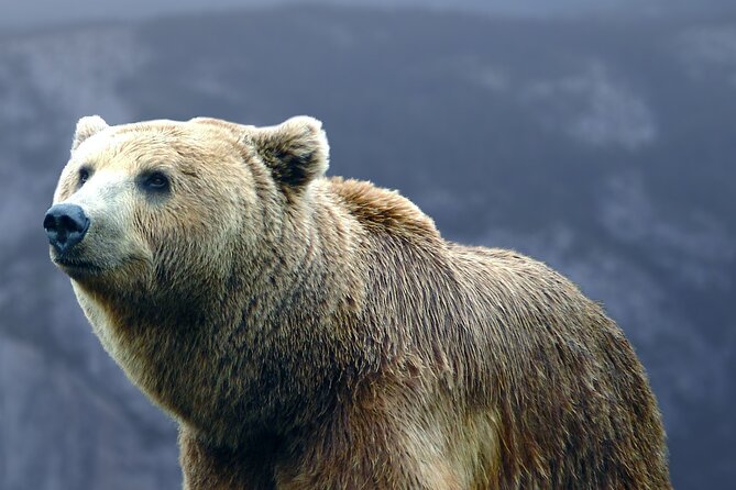 Bears Sanctuary, Dracula's Castle, Brasov Day Trip Private Tour from Bucharest - Brasov Old Town: The Day’s Breathing Space