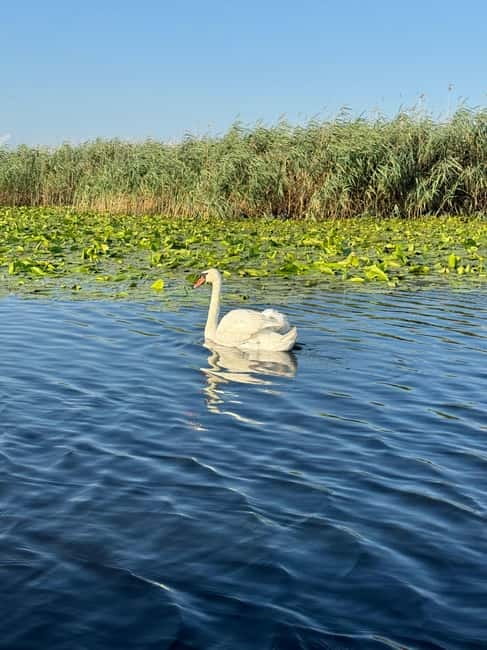 Boat Trip to Caraorman Forest – Danube Delta (6–7 hours) - Lake Cabluata and the quiet wildlife search