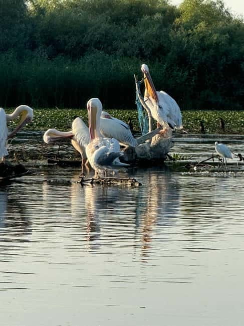 Boat Trip to Caraorman Forest – Danube Delta (6–7 hours) - Lakes Clisciova and Durnoleapca by water lily paths