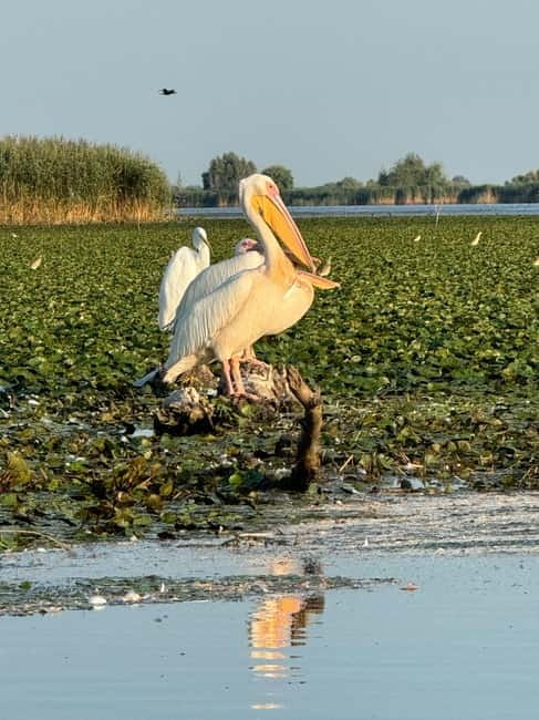 Boat Trip to Caraorman Forest – Danube Delta (6–7 hours) - What the $22 price really includes