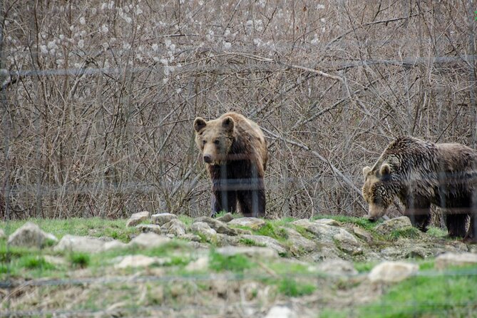 Bran Castle, Bear Sanctuary, and Rasnov Fortress Half Day Tour - The value of a $85 tour from Brașov