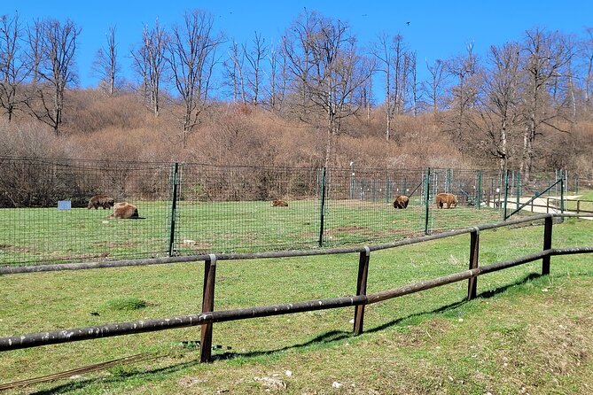 Bran Castle & Bear Sanctuary from Brasov - Optional Peles Castle - Adding Peles Castle to the route