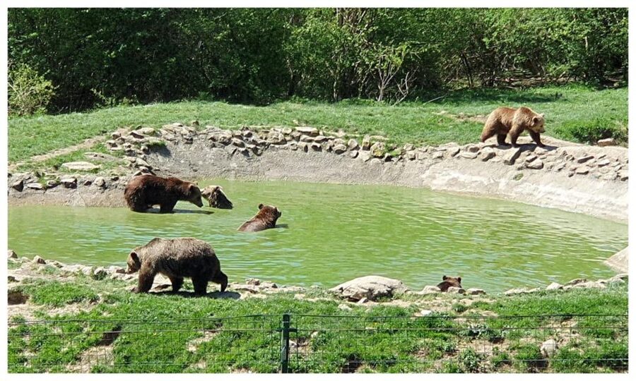 Brasov: Bear Sanctuary, Dracula Castle, and Râşnov Fortress - Why the bear sanctuary comes first