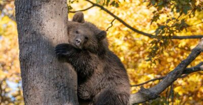 Bear Sanctuary, Dracula Castle, and Râşnov Fortress