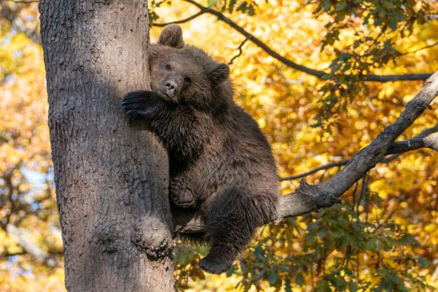 Brasov: Bear Sanctuary, Dracula Castle, and Râşnov Fortress - Should you book it?