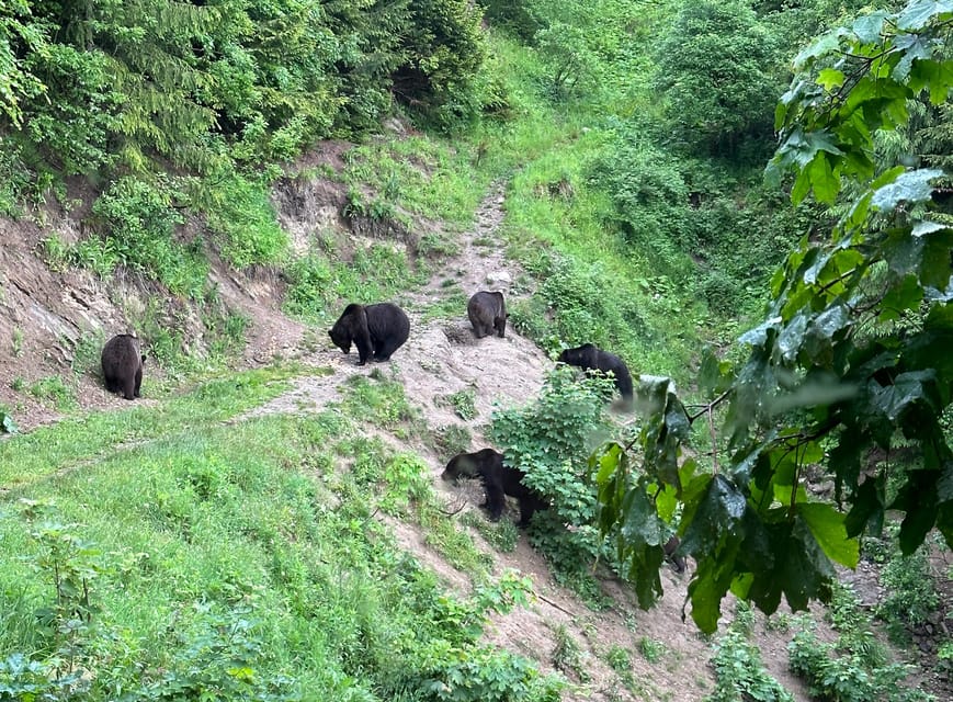 Brasov: Bear Watching in the Wild (From a Hideout) - Booking details that matter