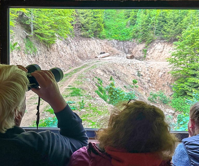 Brasov: Bear Watching in the Wild (From a Hideout) - Waiting for the brown bears