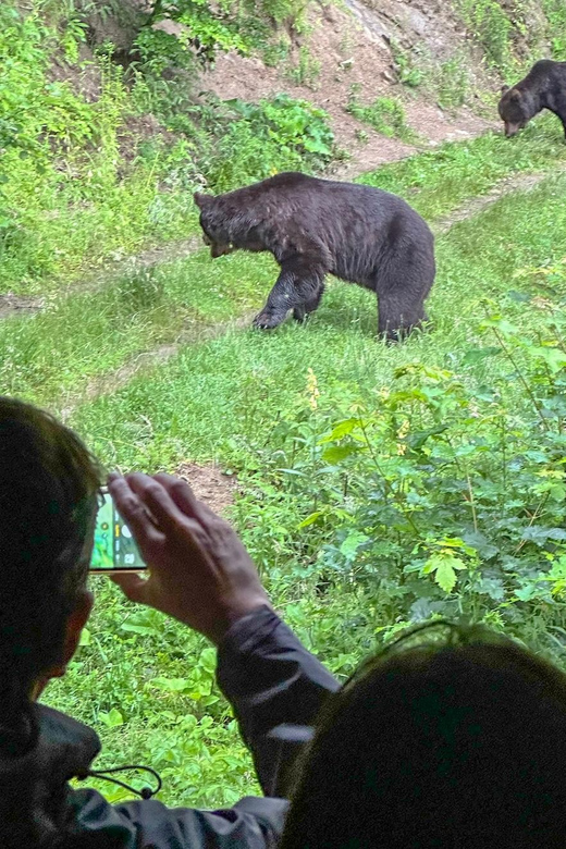 Brasov: Bear Watching in the Wild (From a Hideout) - Rain, daylight, and the best conditions