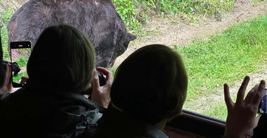 Brasov: Bear Watching in the Wild (From a Hideout) - Guides who add meaning to the sighting