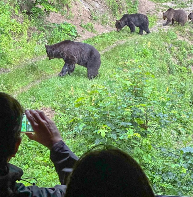 Brasov: Bear Watching in the Wild (From a Hideout) - What the $104 price really covers