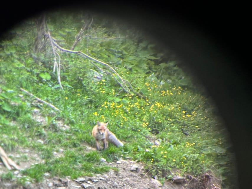 Brasov: Bear Watching in the Wild (From a Hideout) - Who will enjoy this most