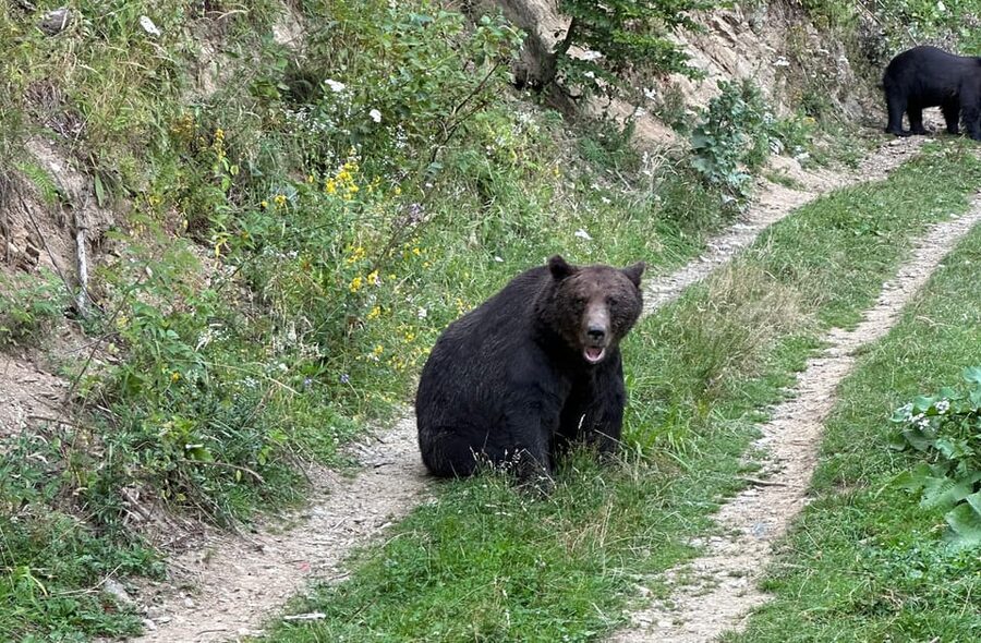 Brasov: Bear Watching in the Wild (From a Hideout) - A hideout beside the parking place
