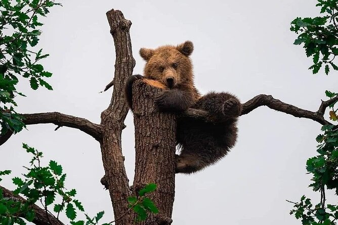Brasov: Bears Sanctuary, Rasnov Fortress, Bran Castle GUIDED Tour - Why this Brasov day trip works so well