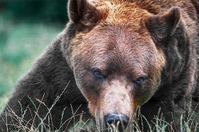 Brasov: Bears Sanctuary, Rasnov Fortress, Bran Castle GUIDED Tour - Bran Castle beyond the Dracula label