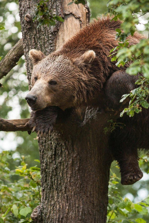 Brasov: Libearty Bear Sanctuary - Key points to know before you book