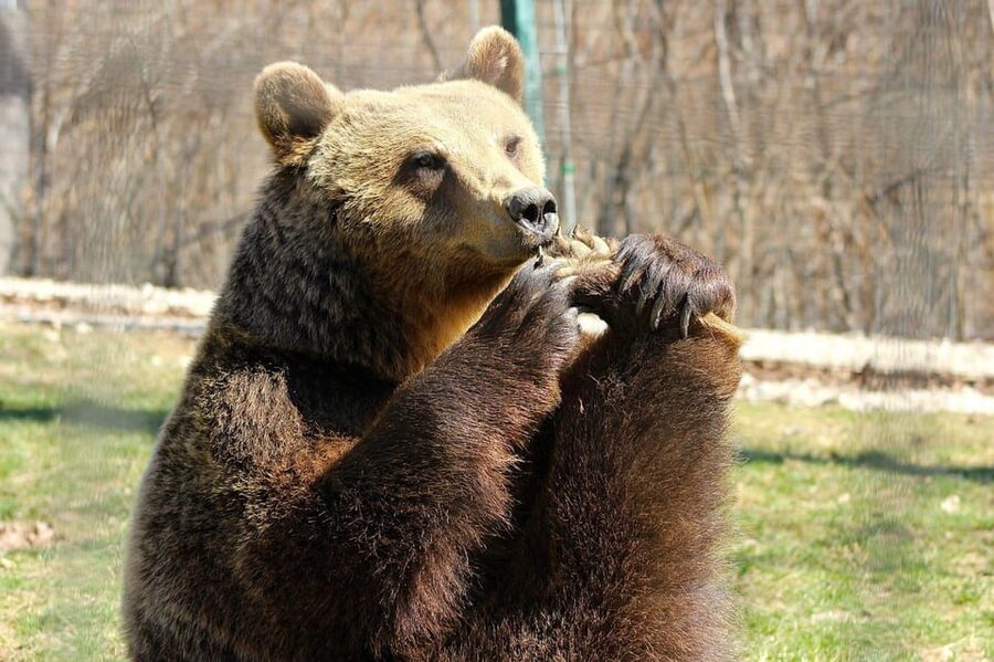 Brasov: Libearty Bear Sanctuary - The return to Brasov