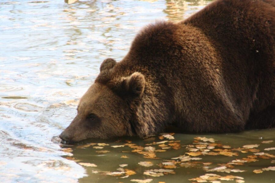 Brasov: Libearty Bear Sanctuary - Photos, walking, and what to bring