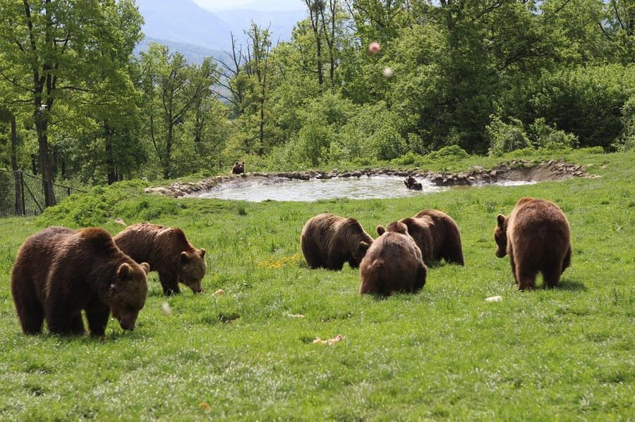 Brasov: Libearty Bear Sanctuary - What the $50 price really covers