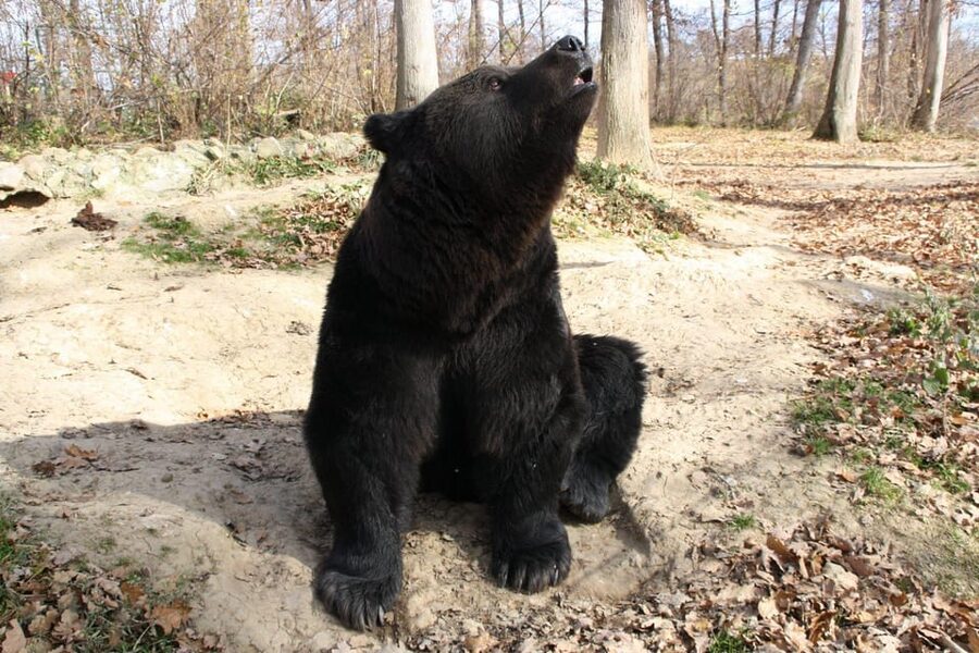 Brasov: Libearty Bear Sanctuary - Timing matters more than it first appears
